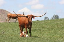 Guardian/Urban Ace heifer25