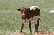 Guardian/Mother Mae I bull25