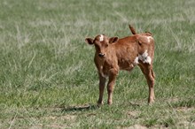 Flashback/Diamond Daisy bull25