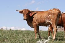 Flashback/Urban Ace heifer