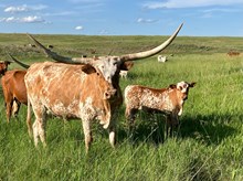 Flashback/Tejas Rose bull25