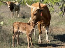 Guardian/Mae in June heifer25